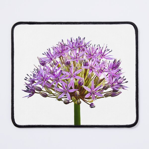 Item preview, Purple Burst — Allium Flower Fine Art Macro Photography designed and sold by Susarellis.
