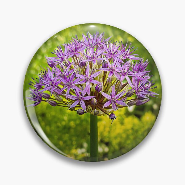 Item preview, Star Sphere — Purple Allium in Garden Fine Art Flower Photography designed and sold by Susarellis.