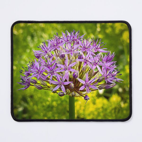 Item preview, Star Sphere — Purple Allium in Garden Fine Art Flower Photography designed and sold by Susarellis.