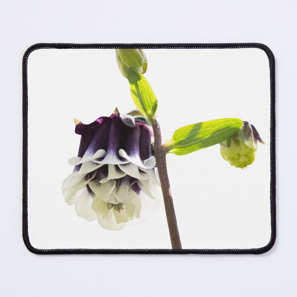 Item preview, Crowned in Shadow — Purple & White Columbine Fine Art Flower Photography designed and sold by Susarellis.