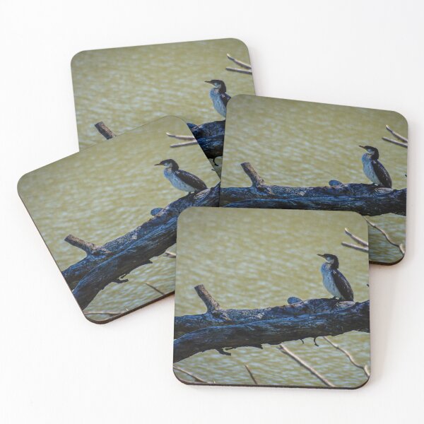 Item preview, Pied Cormorant  designed and sold by D-GaP.