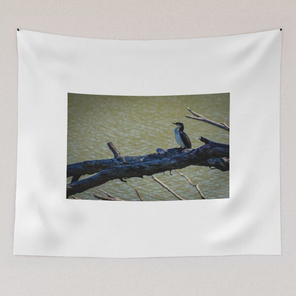 Item preview, Pied Cormorant  designed and sold by D-GaP.
