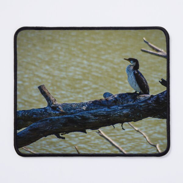 Item preview, Pied Cormorant  designed and sold by D-GaP.