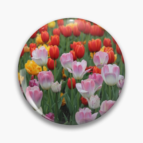 Item preview, Multi-coloured Tulips designed and sold by alyssasimages.