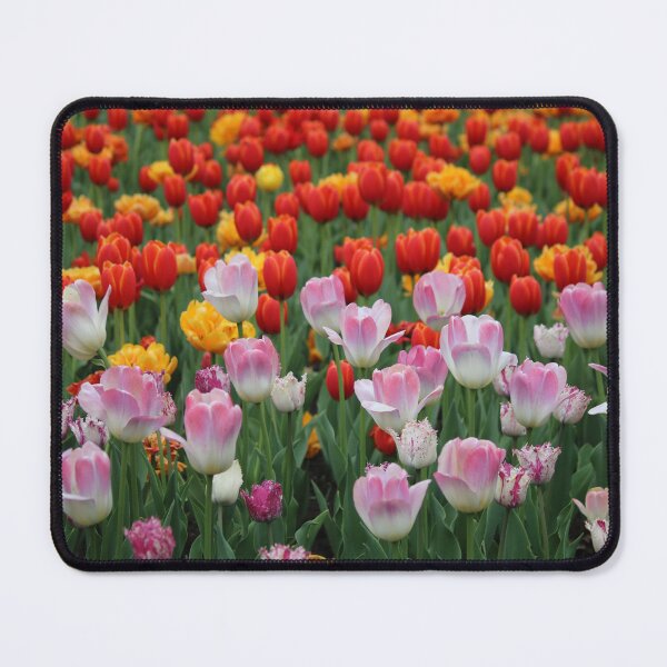 Item preview, Multi-coloured Tulips designed and sold by alyssasimages.