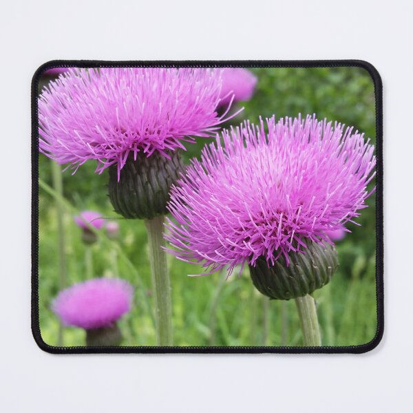 Item preview, Purple Thistle Flowers designed and sold by CalmnessbyChoice.