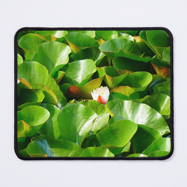 Item preview, Singular water lily in a lagoon filled with lily pads designed and sold by jaynerushton.