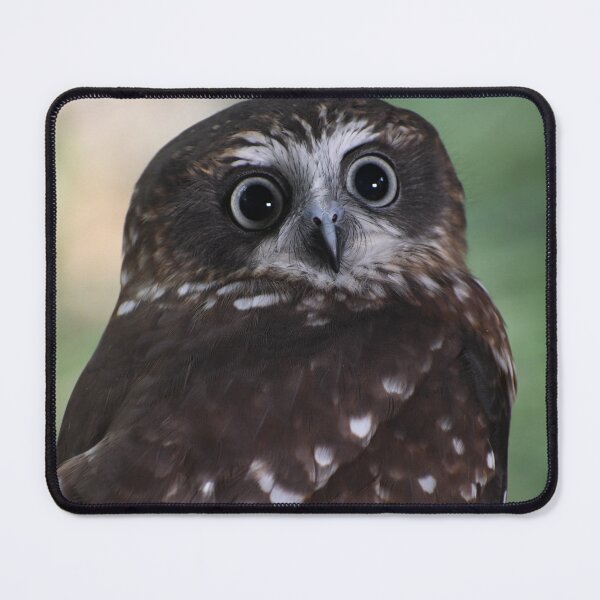 Item preview, Australian Boobook Owl designed and sold by MKlens.