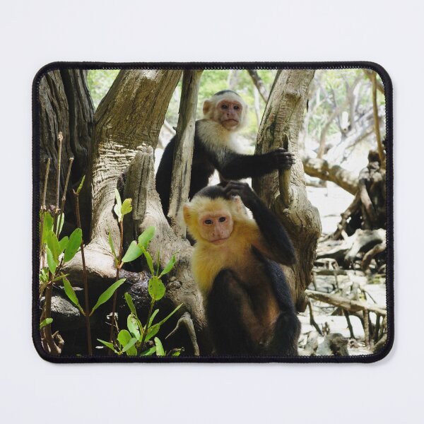 Item preview, Touching Distance: A Close-Up with Costa Rica's Wild Capuchins designed and sold by sky earth human.