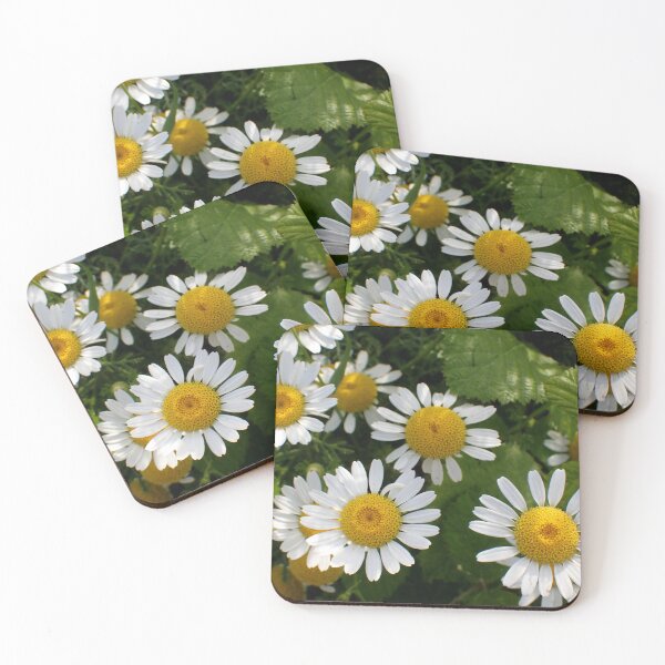 Item preview, Chamomile Blossoms in Natural Garden Light designed and sold by onubi.