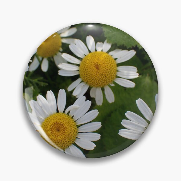 Item preview, Chamomile Blossoms in Natural Garden Light designed and sold by onubi.