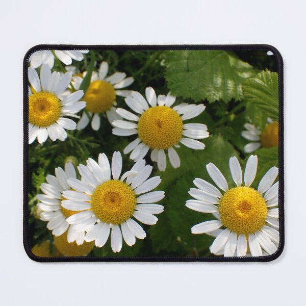 Item preview, Chamomile Blossoms in Natural Garden Light designed and sold by onubi.