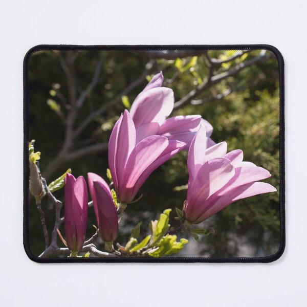 Item preview, Pink Magnolia Branch Blooming in the Sunlight designed and sold by Georgia Mizuleva.
