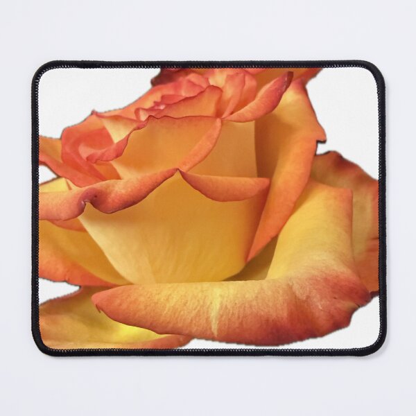 Item preview, Vibrant Golden Orange Rose with Red Tipped Petals designed and sold by BalkanBloom.