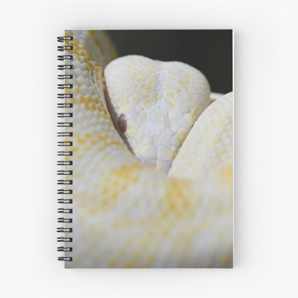 Item preview, Albino Darwin Carpet Python designed and sold by MKlens.