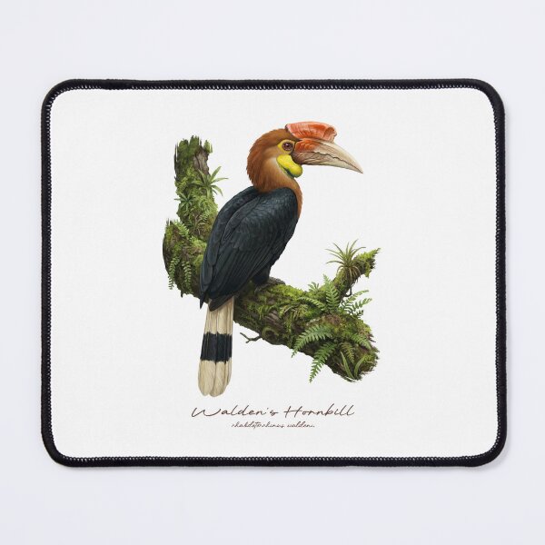 Item preview, Walden's Hornbill on Mossy Branch designed and sold by Takeda-art.