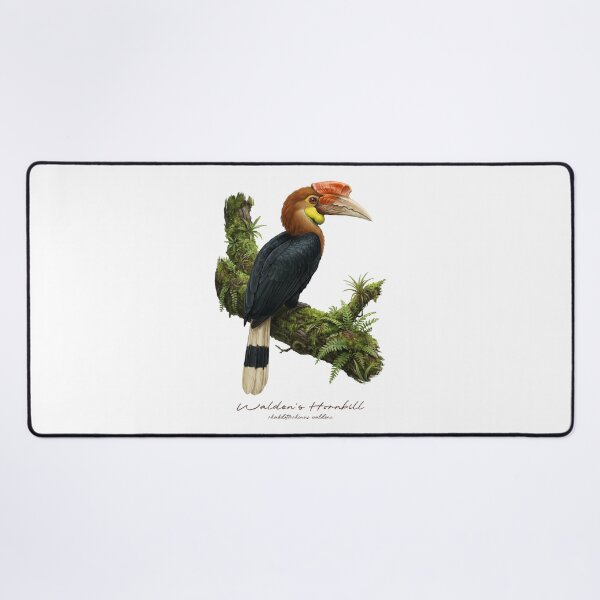 Item preview, Walden's Hornbill on Mossy Branch designed and sold by Takeda-art.
