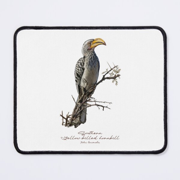 Item preview, Southern Yellow-billed Hornbill on Tree designed and sold by Takeda-art.