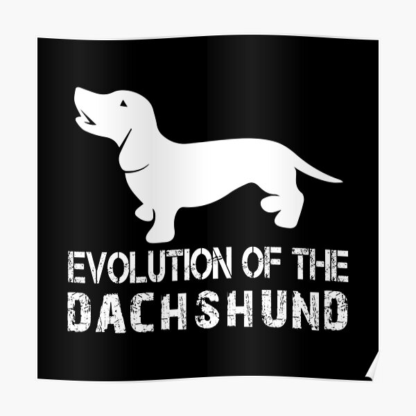 "Evolution Of The Dachshund" Poster by URBANBOX Redbubble