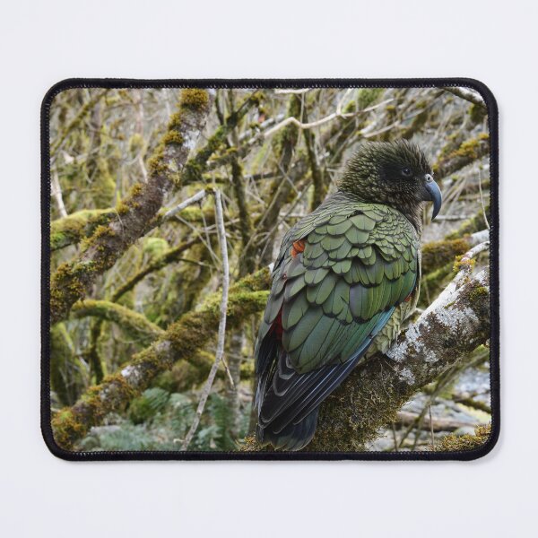 Item preview, Kea in a Tree designed and sold by photosbymia.