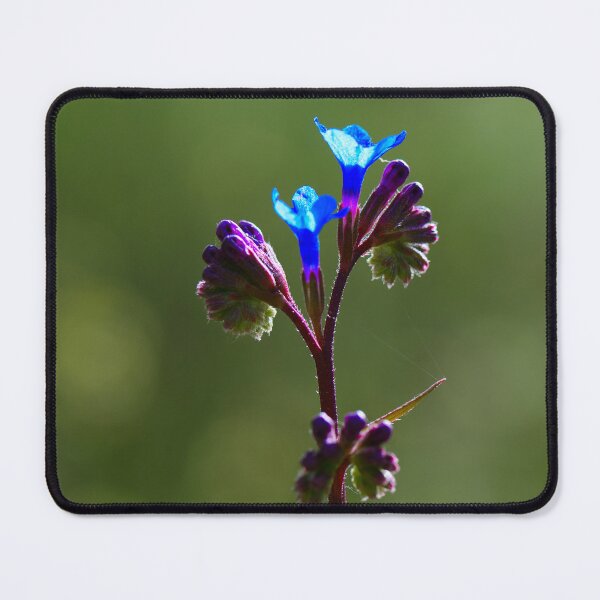Item preview, Delicate Blue Wildflower in Morning Light designed and sold by onubi.