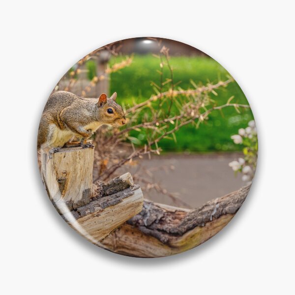 Item preview, Squirrel and Song Thrush designed and sold by VnGphoto.