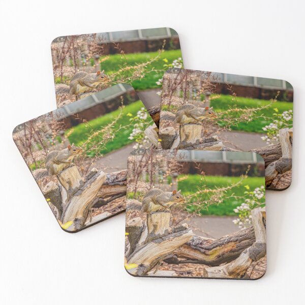 Item preview, Squirrel and Song Thrush designed and sold by VnGphoto.
