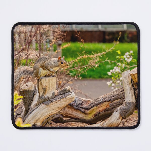 Item preview, Squirrel and Song Thrush designed and sold by VnGphoto.
