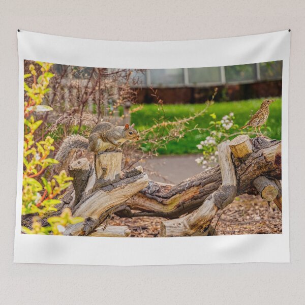 Item preview, Squirrel and Song Thrush designed and sold by VnGphoto.