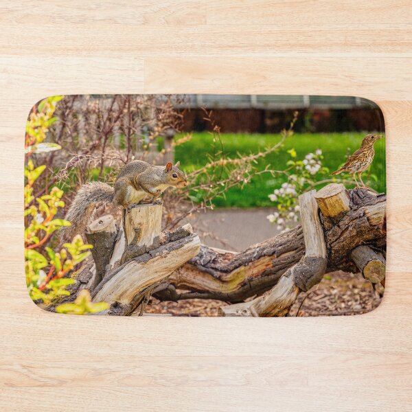 Item preview, Squirrel and Song Thrush designed and sold by VnGphoto.