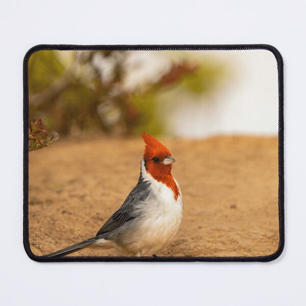 Item preview, Red-Crested Cardinal Bird Watching Nature Lover Wildlife designed and sold by KadababB87.