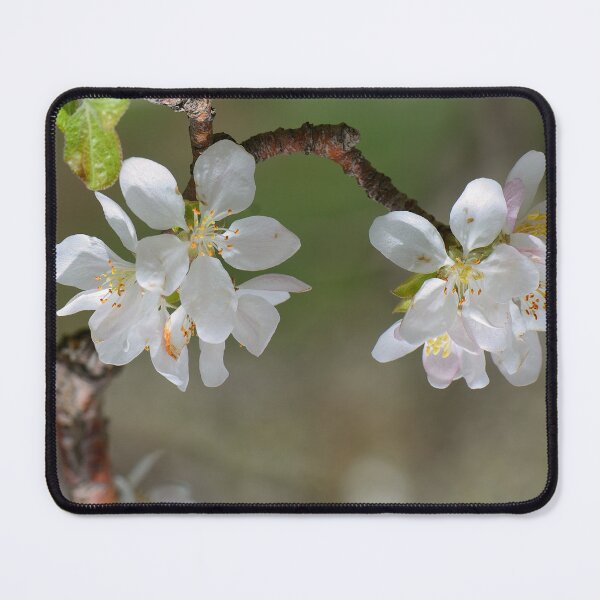 Item preview, Apple Blossom Close-Up in Spring designed and sold by onubi.