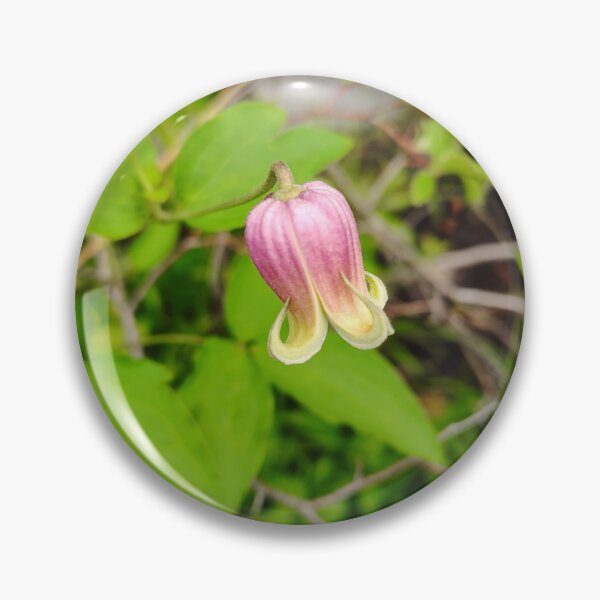 Item preview, Clematis Viorna at the US Botanic Garden designed and sold by JessParkerPMP.