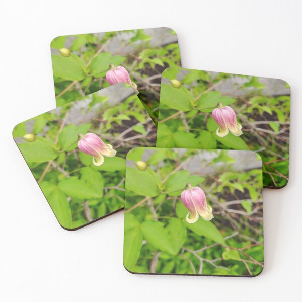 Item preview, Clematis Viorna at the US Botanic Garden designed and sold by JessParkerPMP.