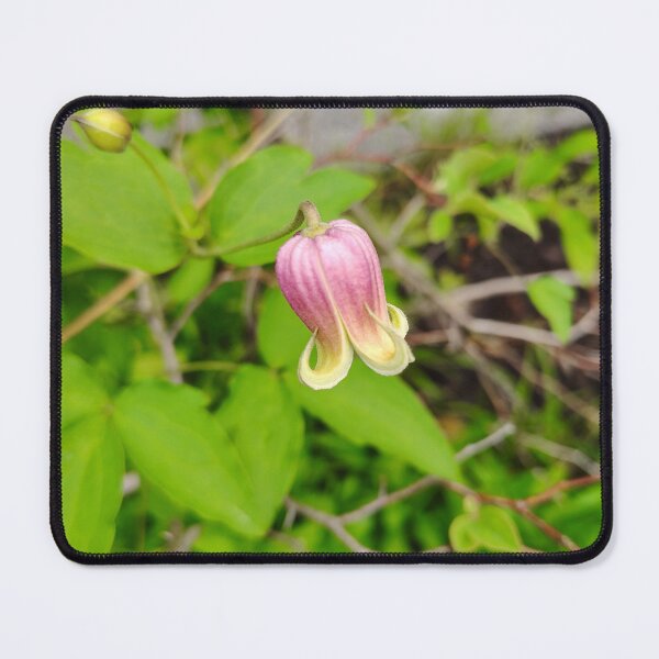 Item preview, Clematis Viorna at the US Botanic Garden designed and sold by JessParkerPMP.