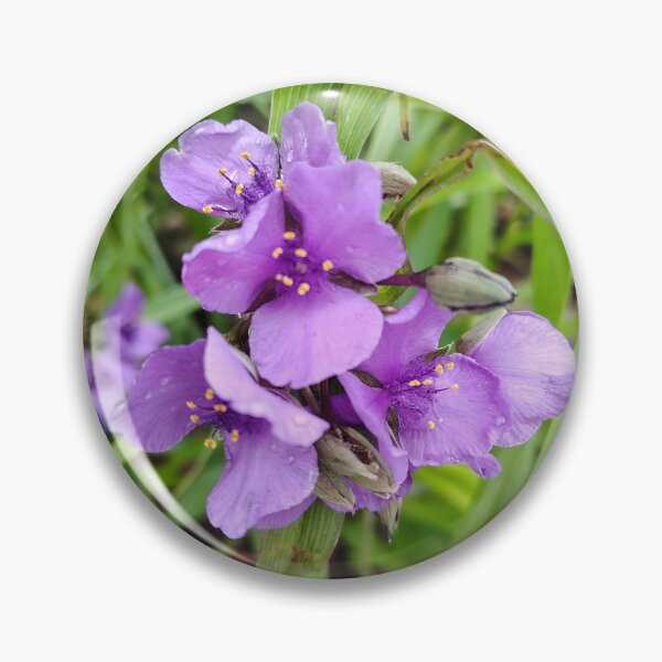 Item preview, Virginia Spiderwort at the US Botanic Garden designed and sold by JessParkerPMP.