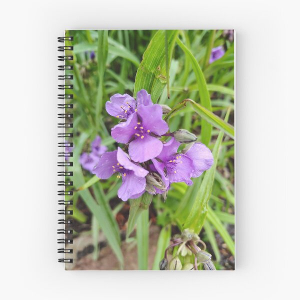 Item preview, Virginia Spiderwort at the US Botanic Garden designed and sold by JessParkerPMP.