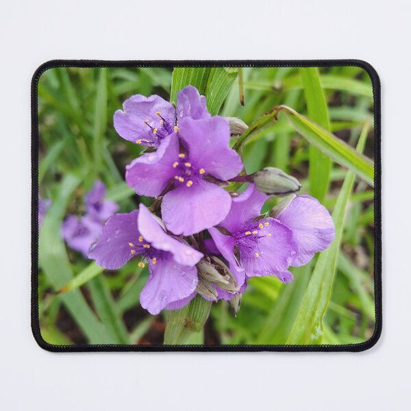Item preview, Virginia Spiderwort at the US Botanic Garden designed and sold by JessParkerPMP.