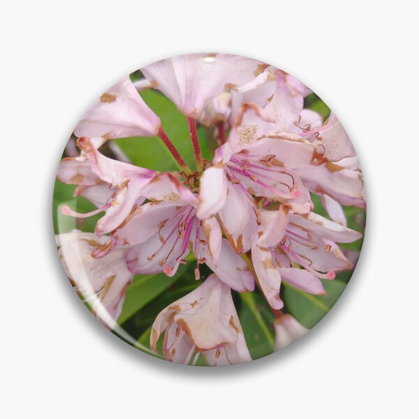 Item preview, Pink Rhododendron at the US Botanic Garden designed and sold by JessParkerPMP.