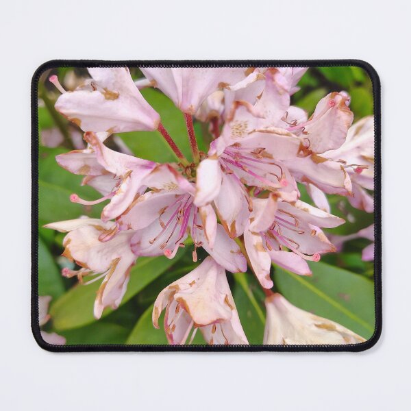 Item preview, Pink Rhododendron at the US Botanic Garden designed and sold by JessParkerPMP.