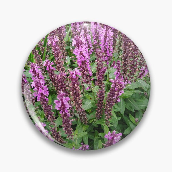 Item preview, Purple Woodland Sage Spikes at the US Botanic Garden designed and sold by JessParkerPMP.