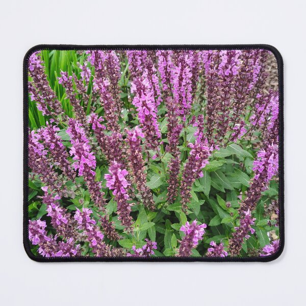 Item preview, Purple Woodland Sage Spikes at the US Botanic Garden designed and sold by JessParkerPMP.