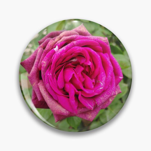 Item preview, Deep Magenta Rose at the US Botanic Garden designed and sold by JessParkerPMP.