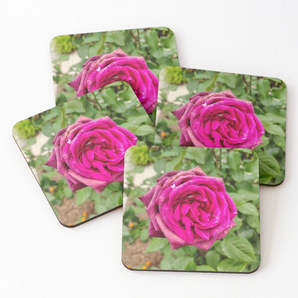 Item preview, Deep Magenta Rose at the US Botanic Garden designed and sold by JessParkerPMP.