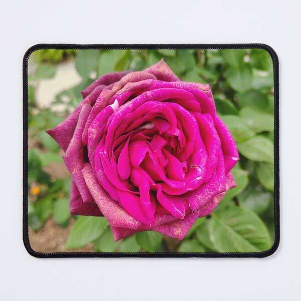Item preview, Deep Magenta Rose at the US Botanic Garden designed and sold by JessParkerPMP.