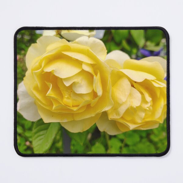 Item preview, Yellow Garden Roses at the US Botanic Garden designed and sold by JessParkerPMP.