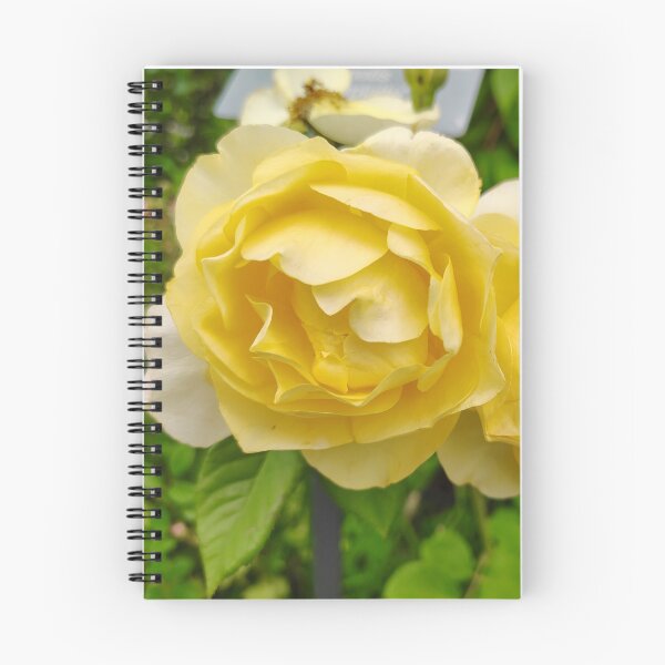 Item preview, Yellow Garden Roses at the US Botanic Garden designed and sold by JessParkerPMP.