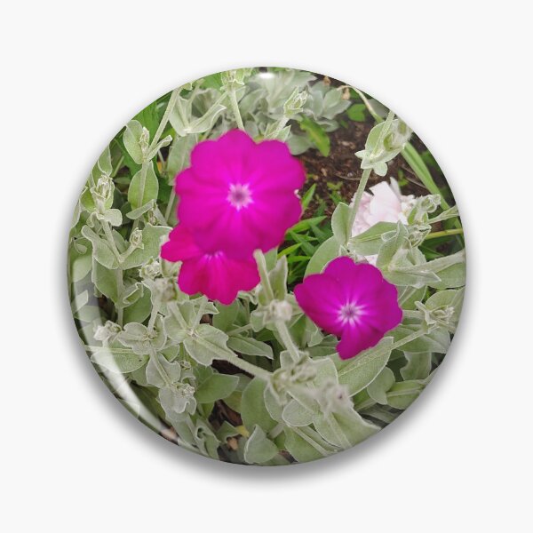 Item preview, Rose Campion Blooms at the US Botanic Garden designed and sold by JessParkerPMP.