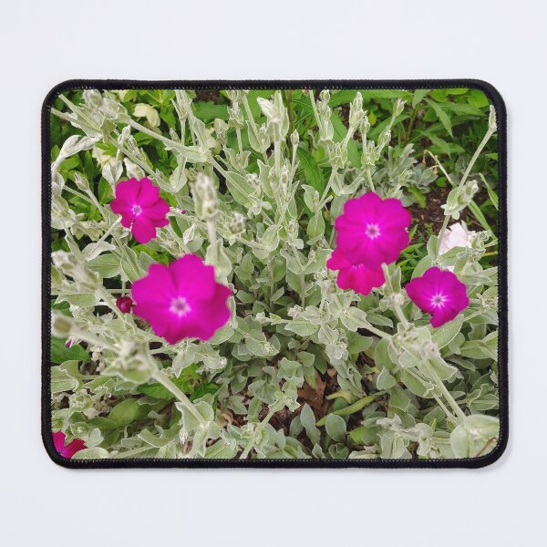 Item preview, Rose Campion Blooms at the US Botanic Garden designed and sold by JessParkerPMP.