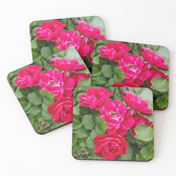 Item preview, Bright Magenta Shrub Roses - DC Botanic Garden designed and sold by JessParkerPMP.